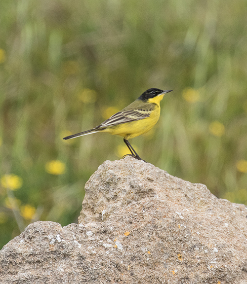Yellow Wagtail (dombrowski)